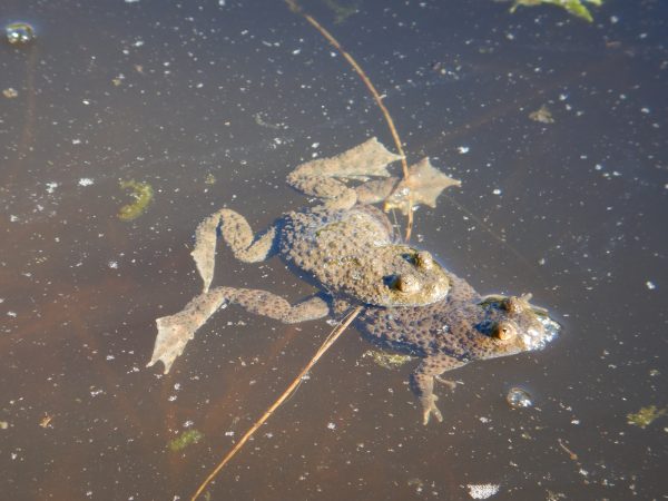 Ampleksus oz. paritveni objem hribskega urha. Foto: Katja Konc