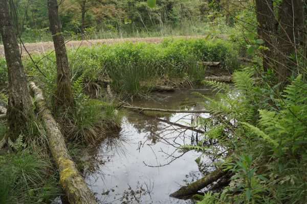 Habitat močvirske sklednice. Foto: Aja Zamolo