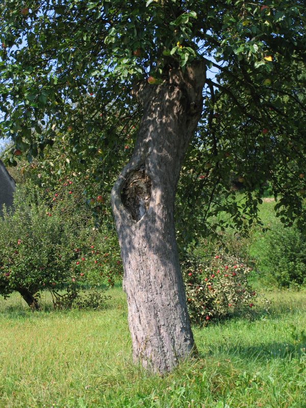 Travniški sadovnjak. Foto: Damijan Denac