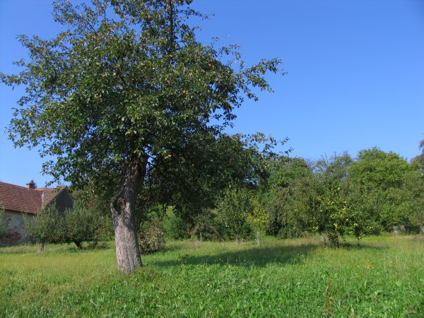 Travniški sadovnjak. Foto: Damijan Denac