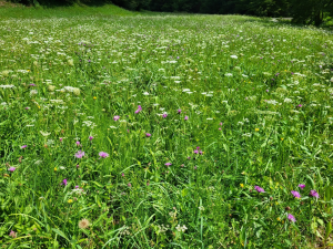 Mezotrofno visoko pahovkovje v otavni podobi na obrečnih, vendar odcednih tleh (Jevnica). Foto: Klemen Eler
